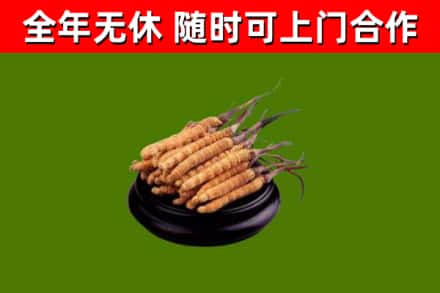 林芝市回收冬虫夏草